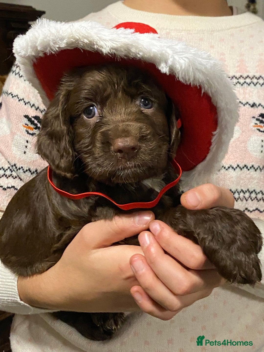 Cocker Spaniel dogs for sale:  Cocker Spaniel Puppies – Ready Soon - Advert 9