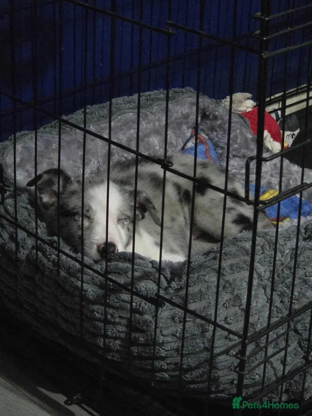 Border Collie dogs for sale: 9 week old male border collie  in Tamworth - Advert 4