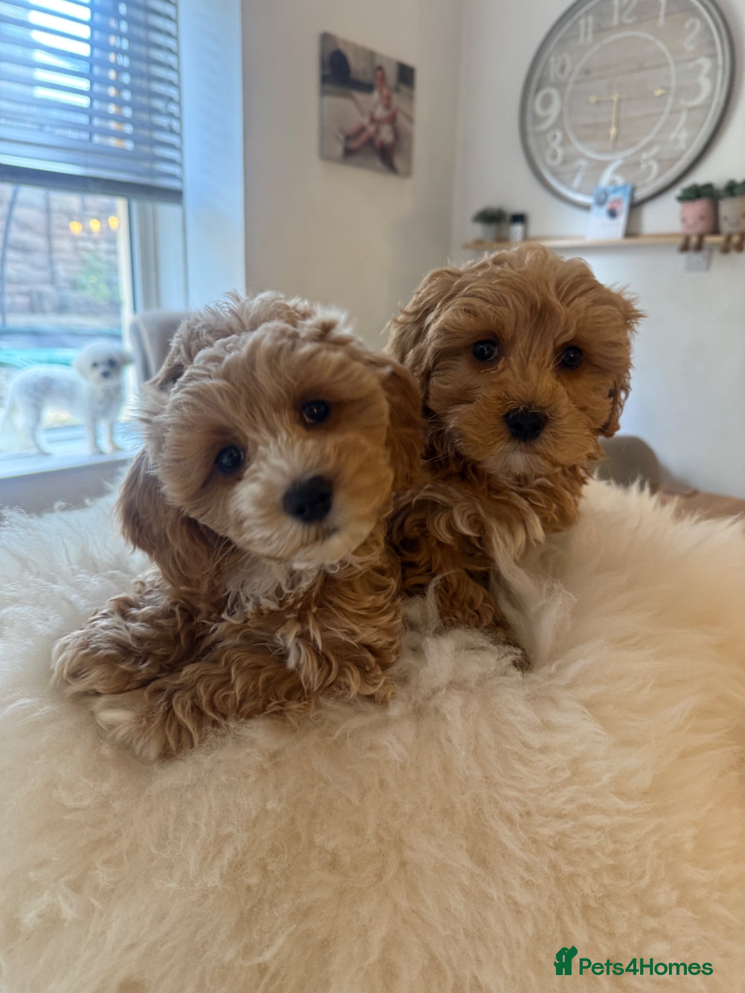 Maltipoo dogs Gorgeous Maltipoo Puppies 🐾💕 - Advert 1