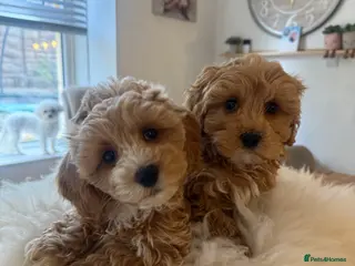 Maltipoo dogs Gorgeous Maltipoo Puppies 🐾💕 - Advert 1