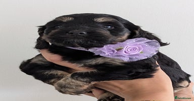 Cockapoo dogs - Advert 4