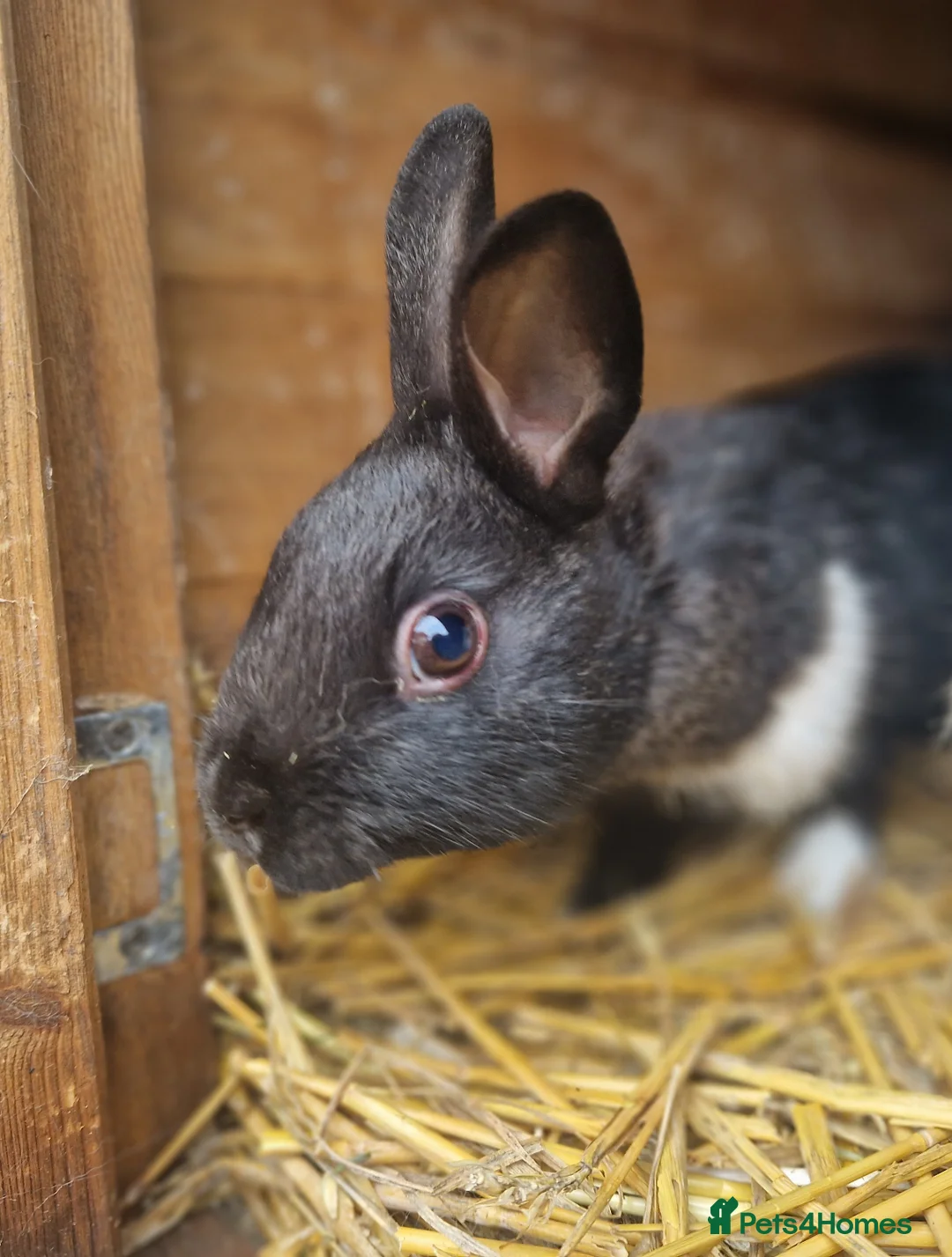 Mixed Breed rabbits for sale: Cute pair of little baby bunny brothers  - Advert 5