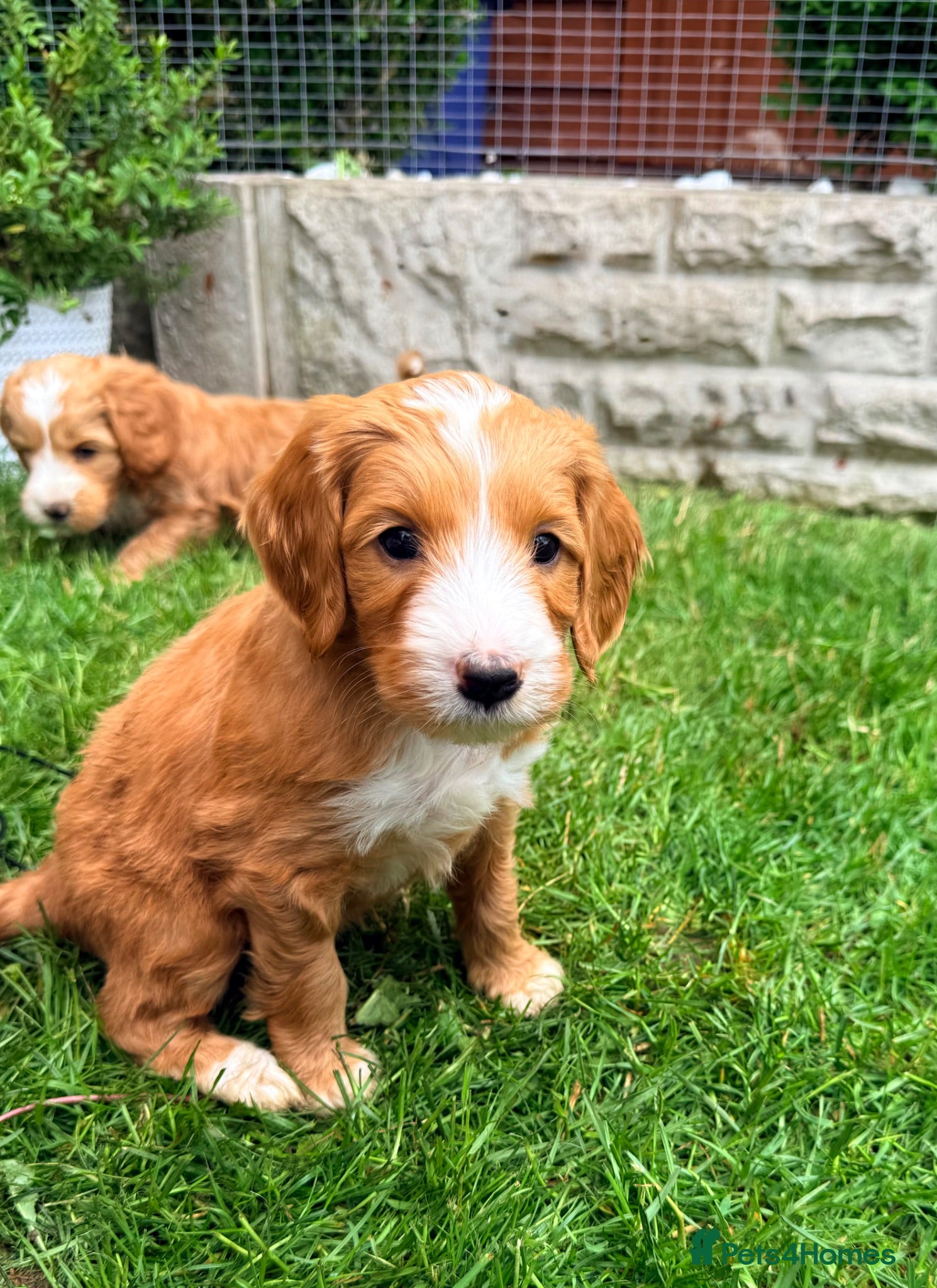 Australian Labradoodle dogs READY TO GO- Australian Labradoodles  - Advert 2