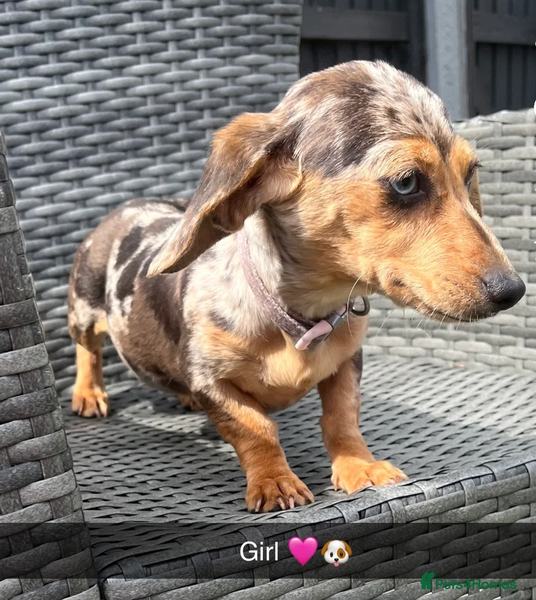 Dachshund dogs for sale: Dashund  in Wednesbury - Advert 1
