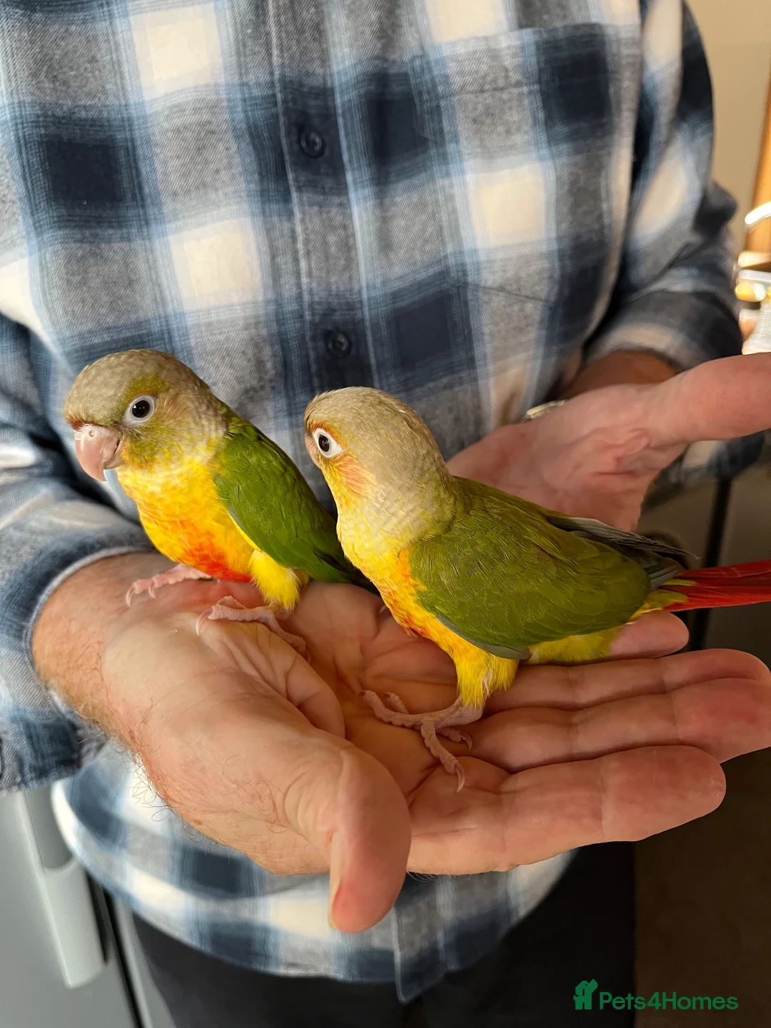 Conures birds for sale: Hand-reared Pineapple Conure chicks  - Advert 1