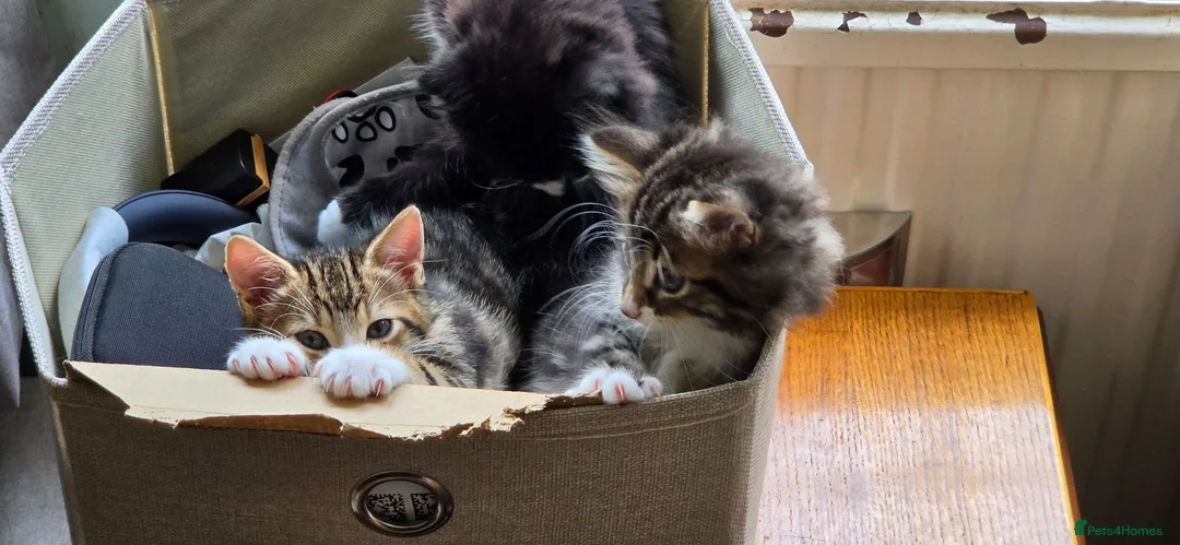 Mixed Breed cats for sale: Three little kittens  - Advert 2