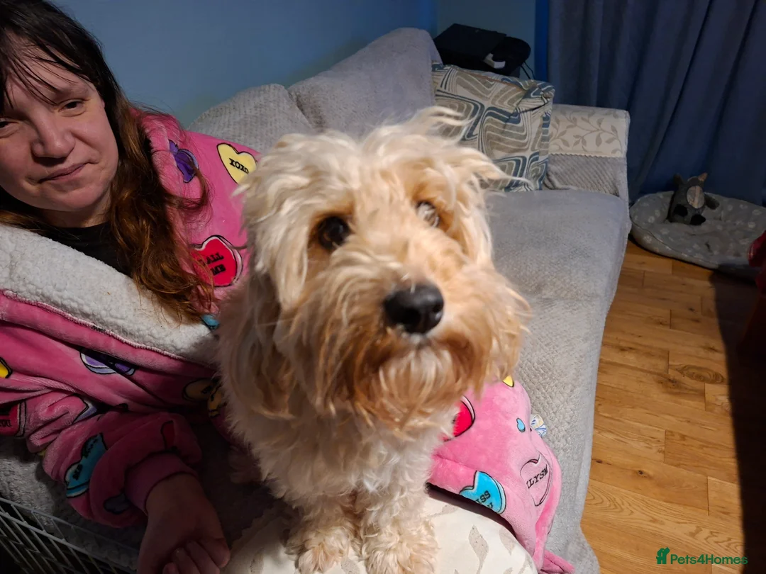 Cockapoo dogs for sale: Cockapoo puppies for sale - Advert 1