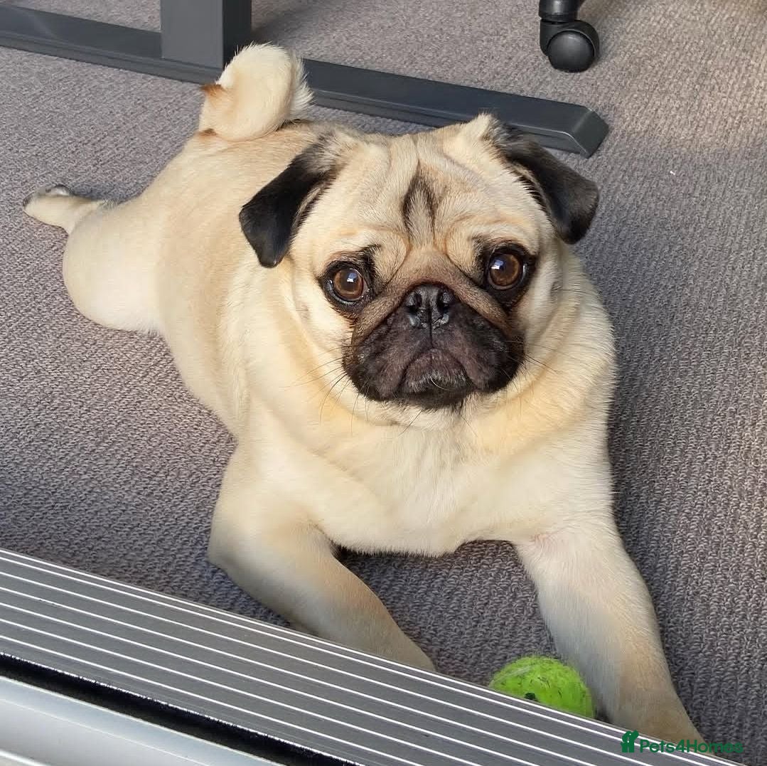 Pug dogs Fawn pug  - Advert 1