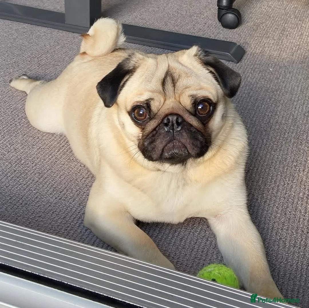 Pug dogs for stud: Fawn pug  - Advert 1
