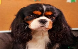 Cavalier King Charles Spaniel dogs for stud: FULLY HEALTH TESTED TRI COLOUR CAVALIER FOR STUD - Image 2