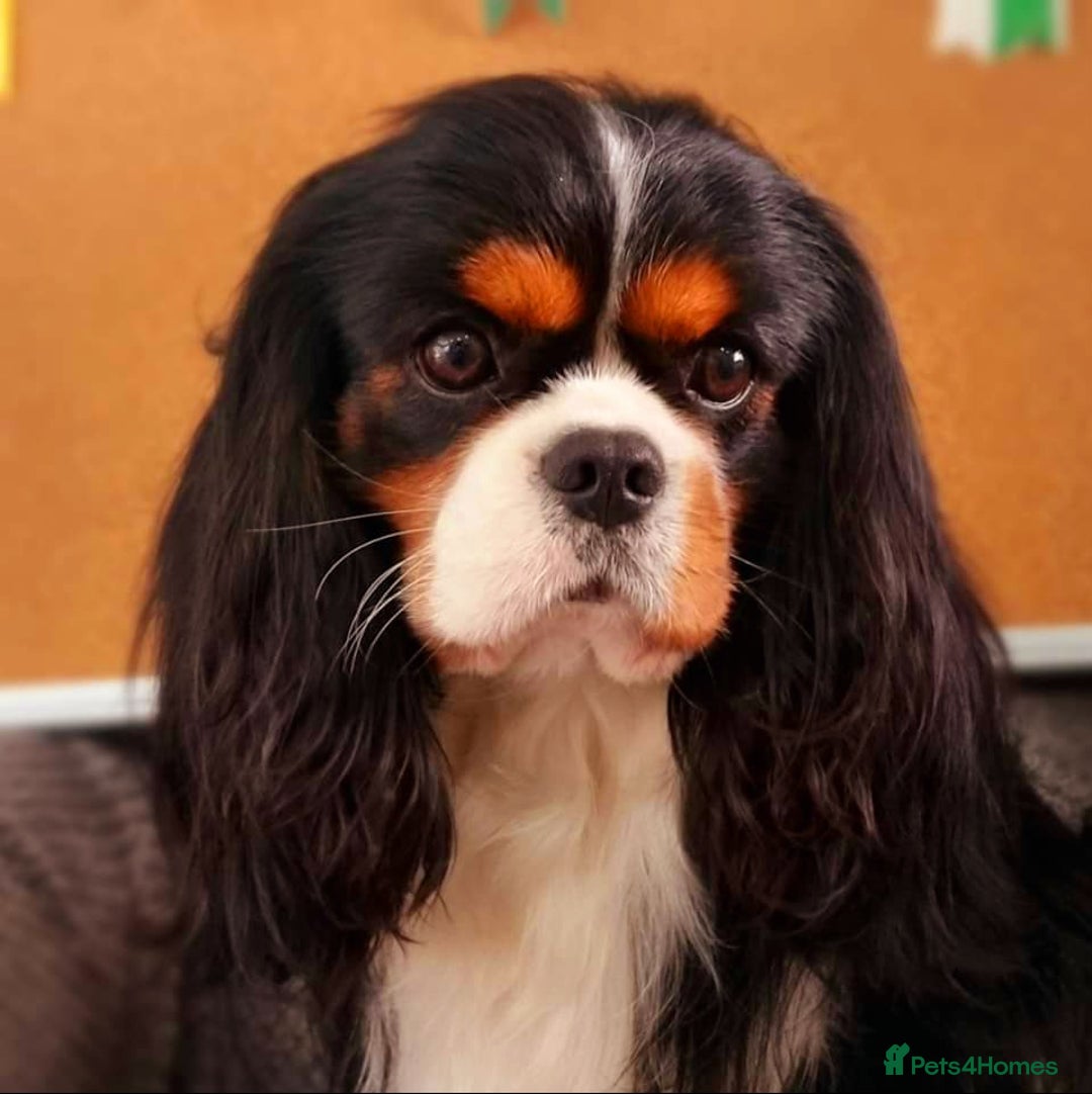 Cavalier King Charles Spaniel dogs for stud: FULLY HEALTH TESTED TRI COLOUR CAVALIER FOR STUD - Image 2