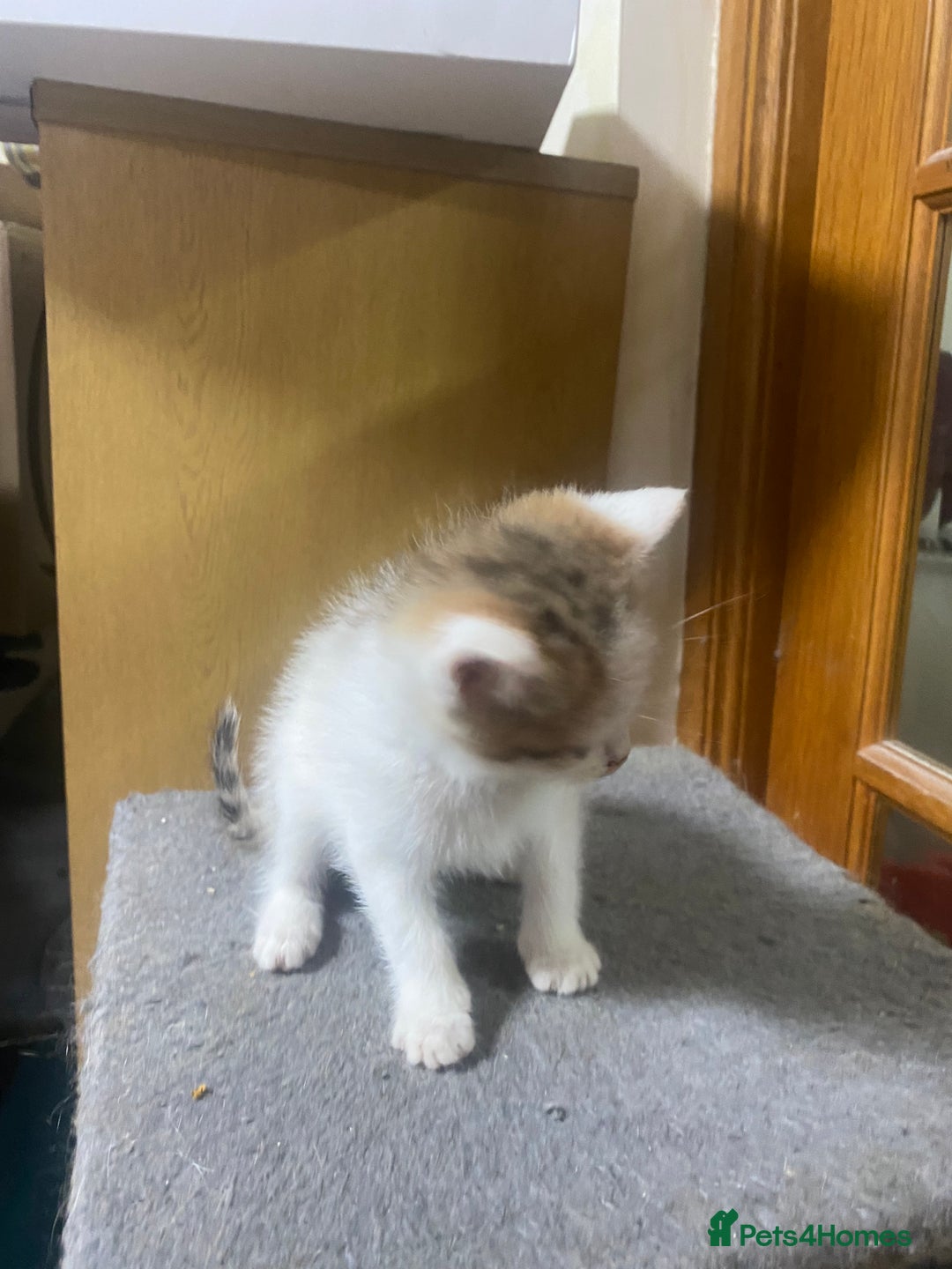 British Shorthair cats for sale: British Short Hair Kitten For Sale  - Advert 3