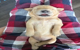Golden Retriever dogs for sale: 5 gorgeous goldens left! - Image 7