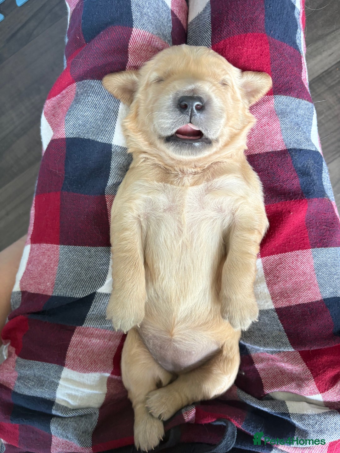 Golden Retriever dogs for sale: 5 gorgeous goldens left! - Image 7