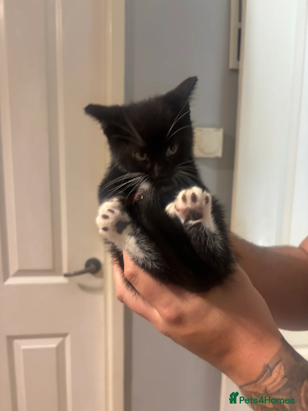 Mixed Breed cats for sale: I have x2 adorable kittens ready for new homes - Advert 3