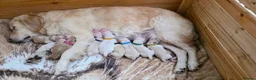 Golden Retriever dogs for sale: 💛Gorgeous golden retriever pups🐾 in London - Advert 8