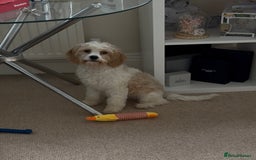 Cavapoo dogs for sale: Lovely Cavapoo for sale - Image 1