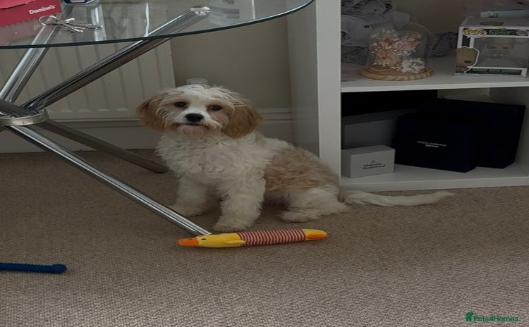 Cavapoo dogs - Advert 1