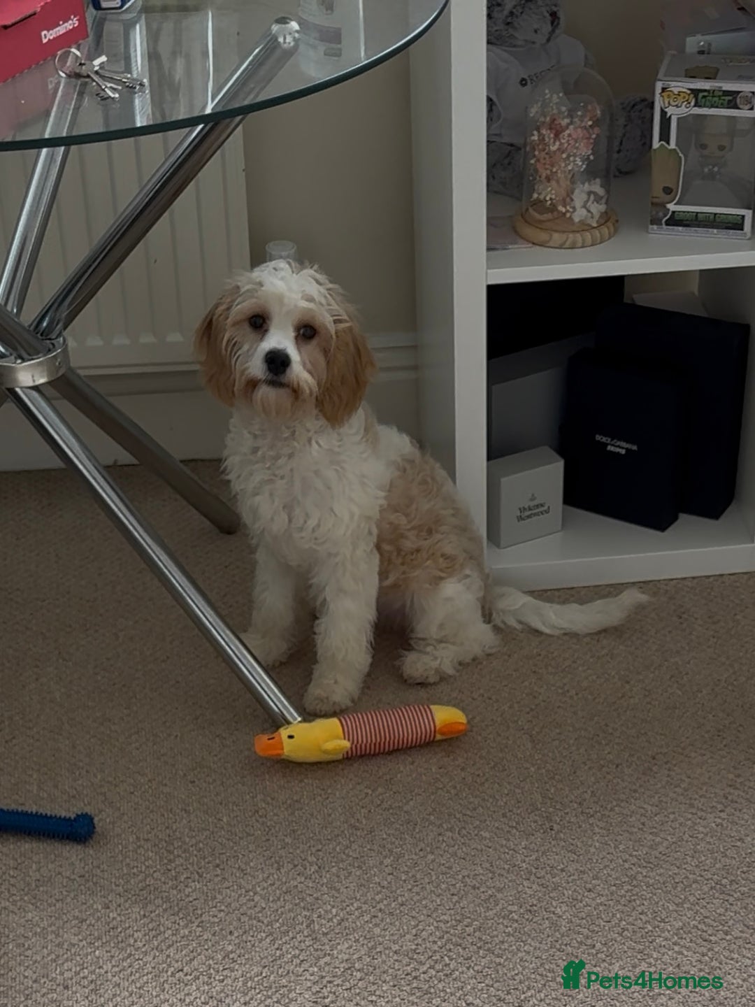 Cavapoo dogs for sale: Lovely Cavapoo for sale - Image 1