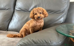 Cockapoo dogs for sale: TOY Cockapoo/ SHOW type F1 / License - Image 25