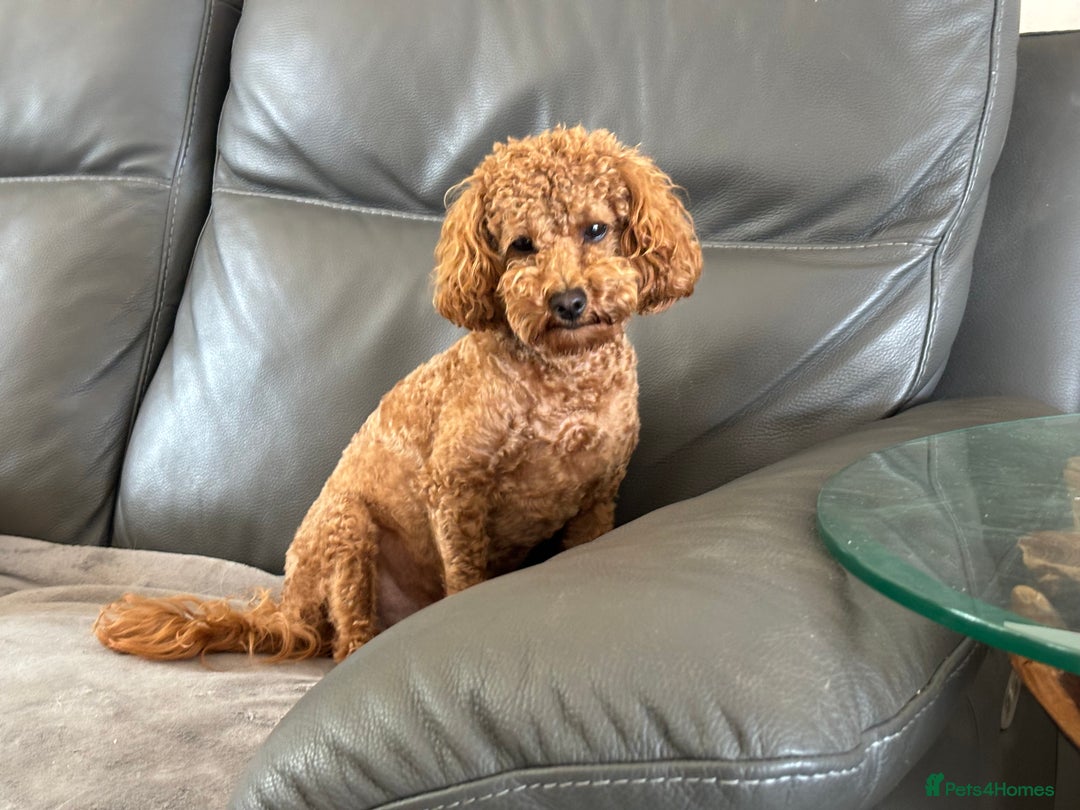 Cockapoo dogs for sale: TOY Cockapoo/ SHOW type F1 / License - Image 25
