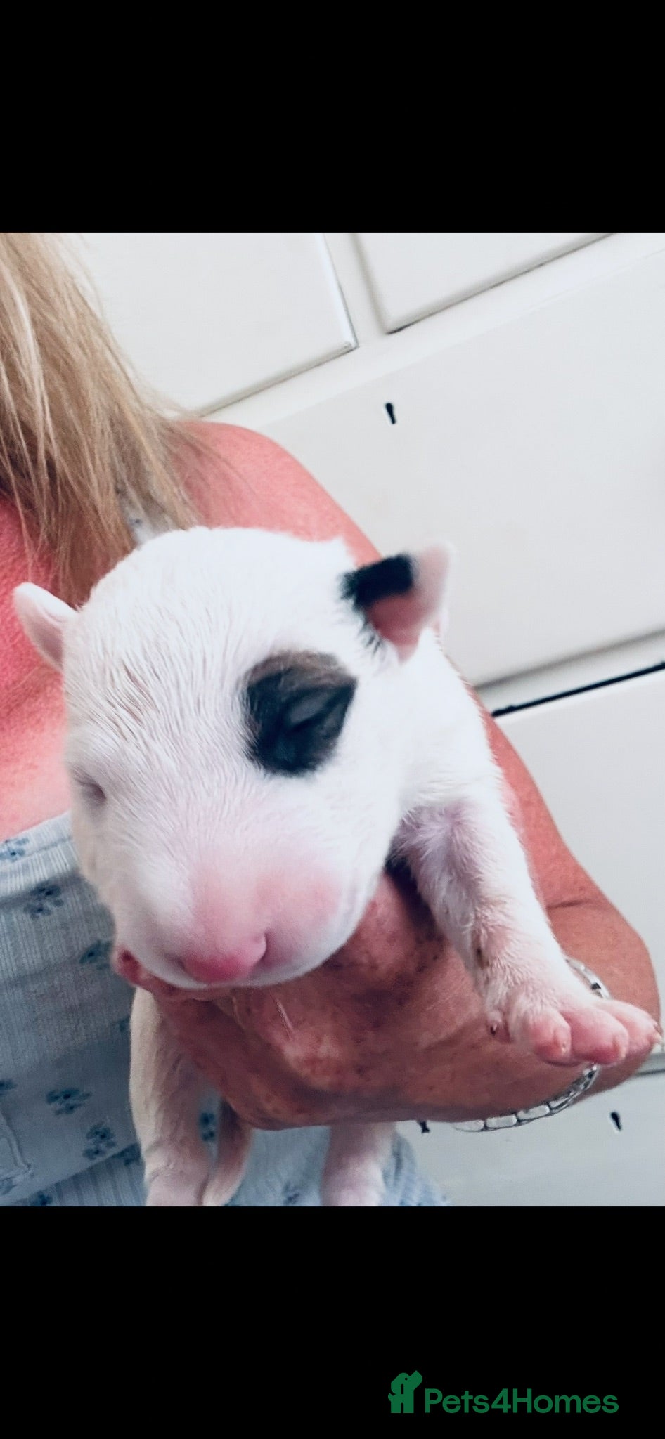 English Bull Terrier dogs KC Champion Show Quality Pups  Ready this weekend  - Advert 2