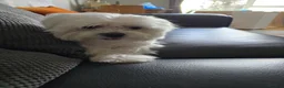 Maltese dogs for stud: Kc registered health tested stud proven - Advert 11