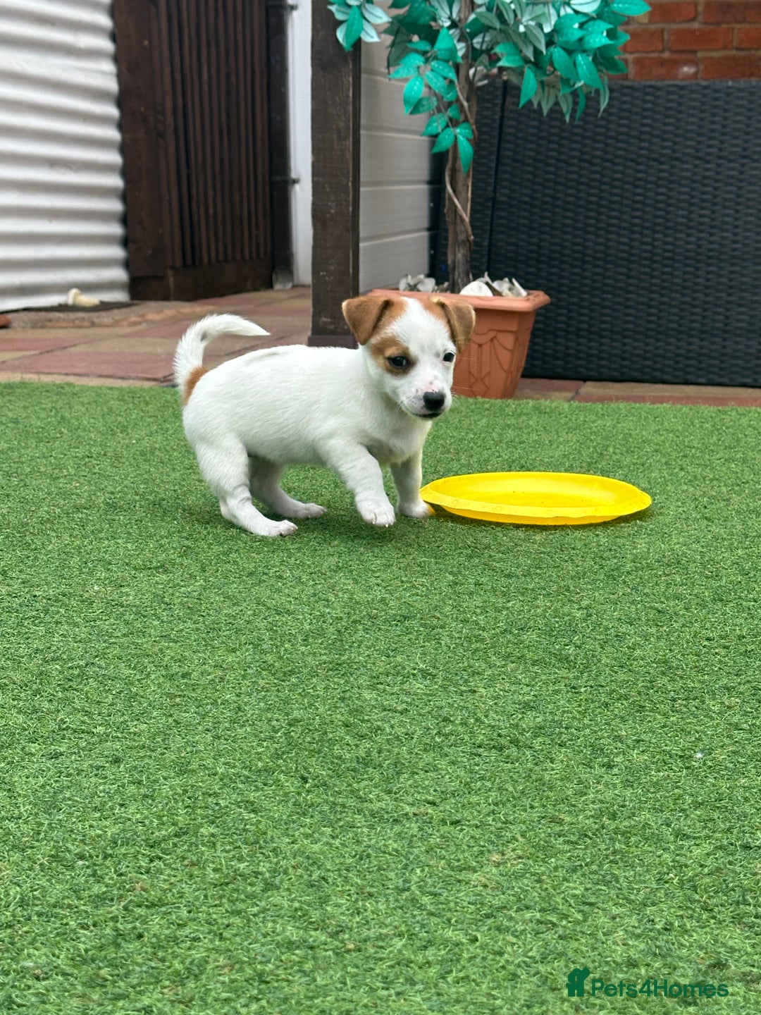 Jack Russell dogs for sale: Jack russle puppies  - Image 6
