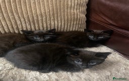 Mixed Breed cats for sale: BLACK KITTENS - Image 3