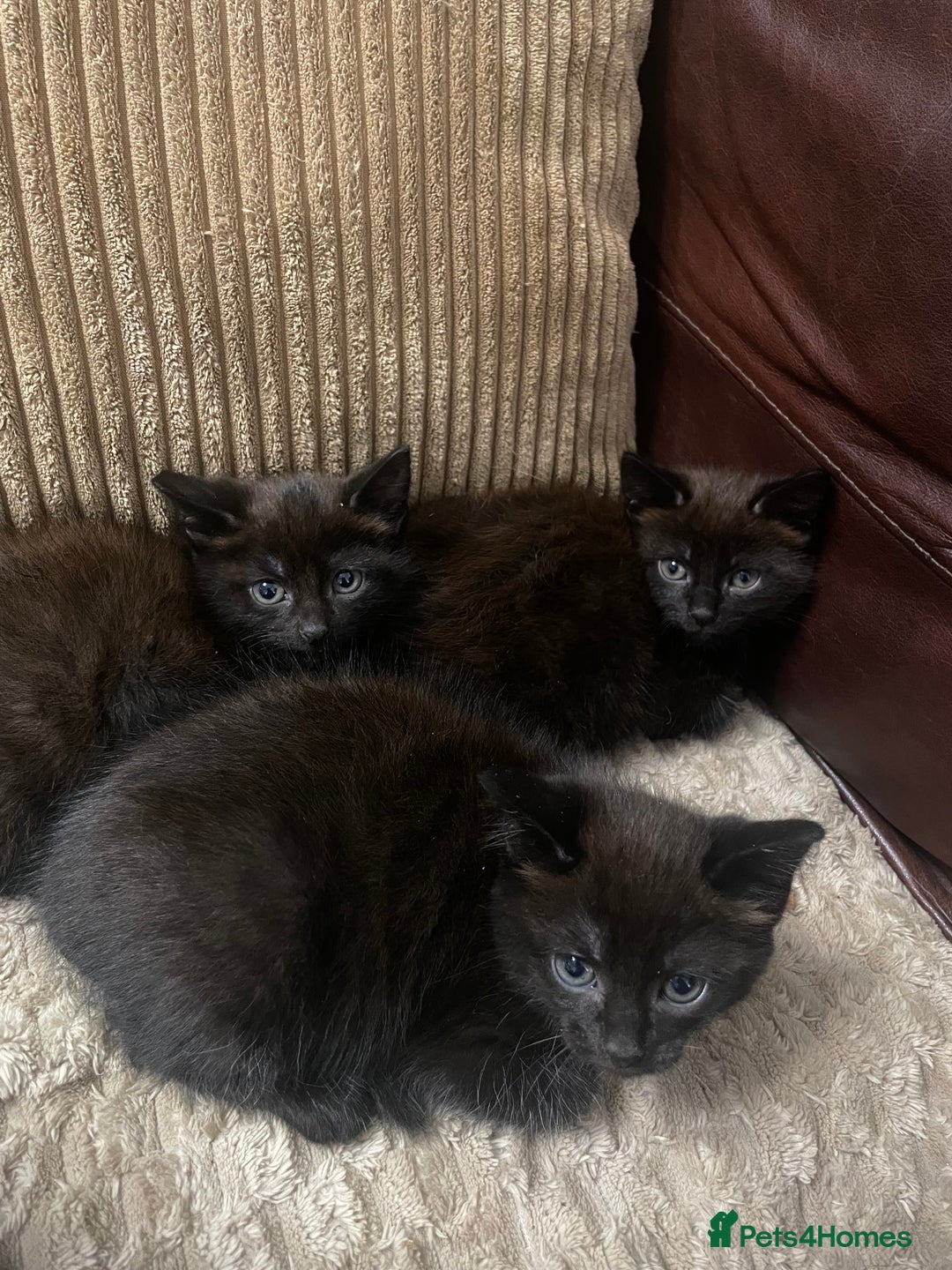 Mixed Breed cats for sale: BLACK KITTENS - Image 3