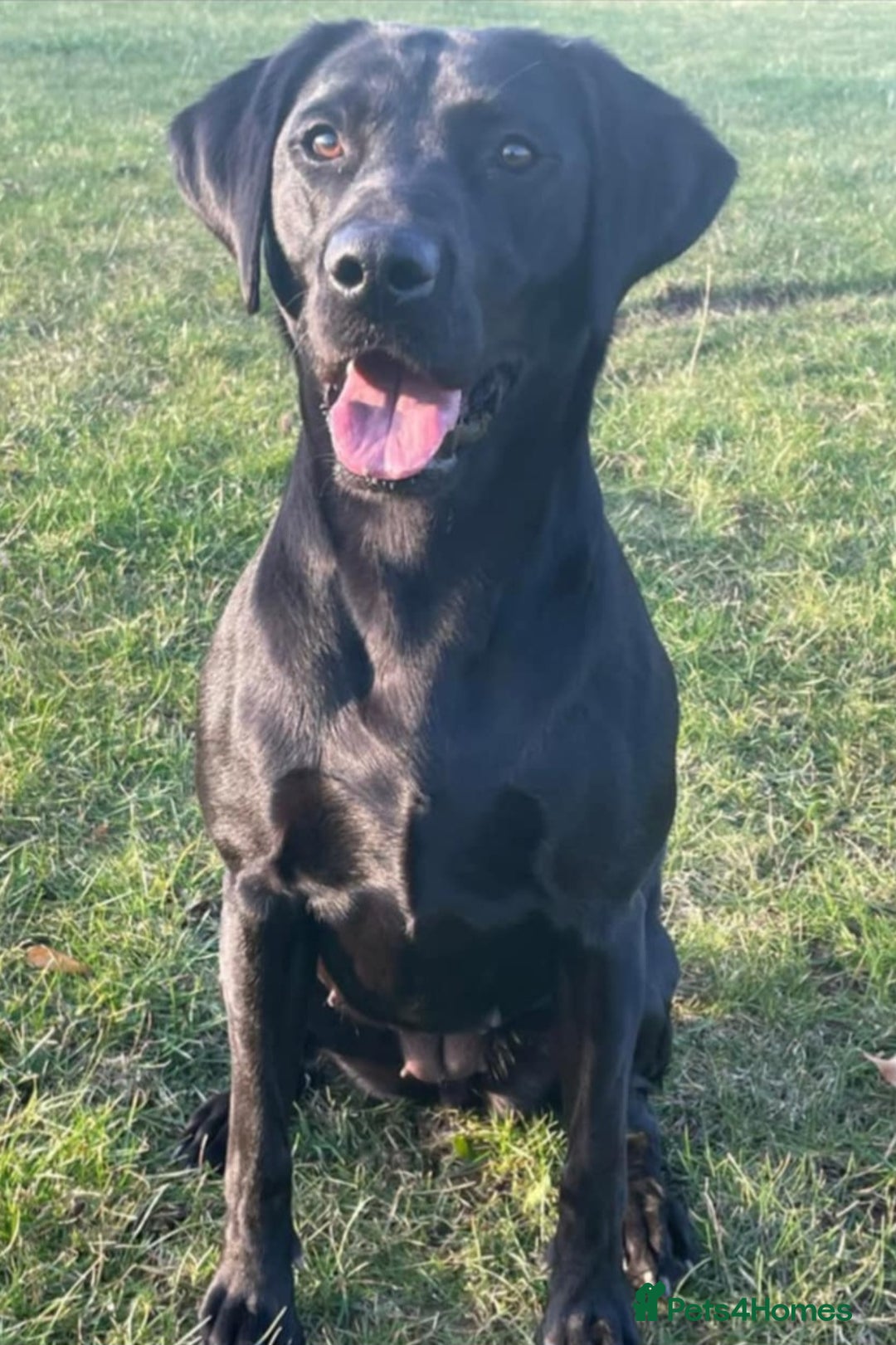 Labrador Retriever dogs for sale: Labrador puppies  - Image 7