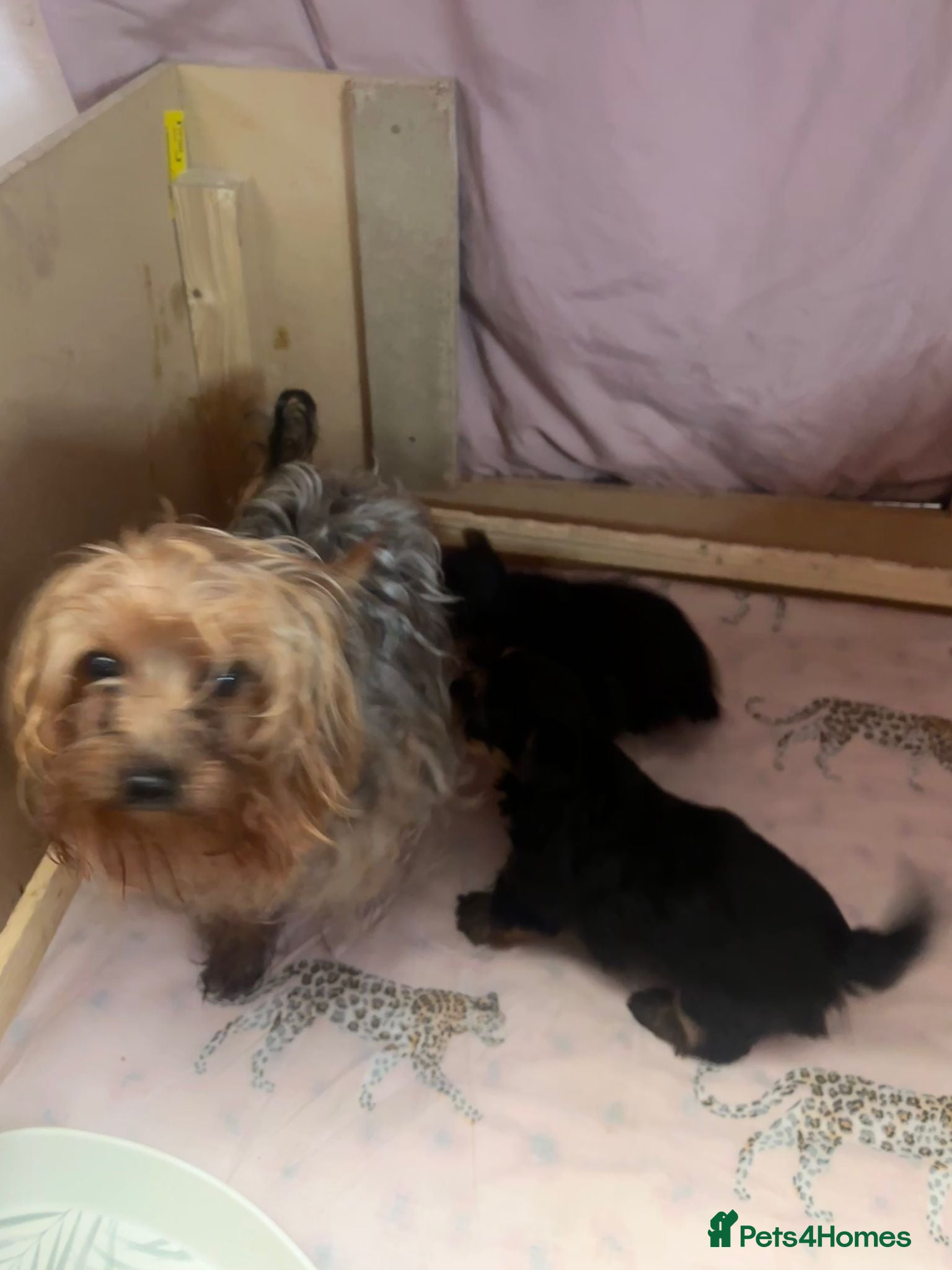 Yorkshire Terrier dogs Lovely Little Yorkshire Terrier Puppies  - Advert 15