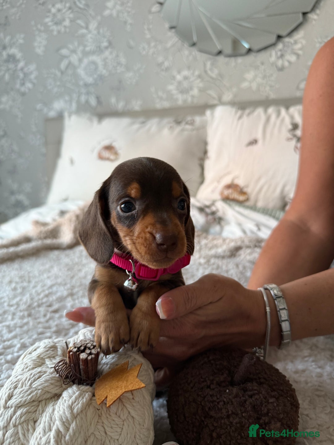 Dachshund dogs for sale: Beautiful litter of Dachshund puppies  - Image 11