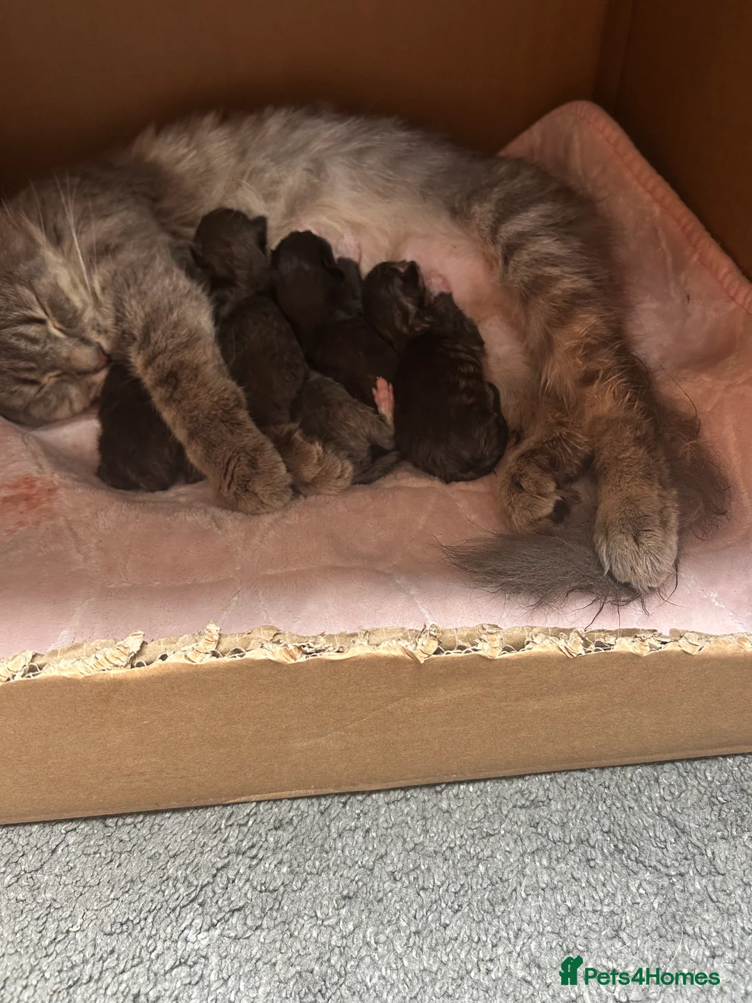 Maine Coon cats for sale: Maine coon cross - Advert 2