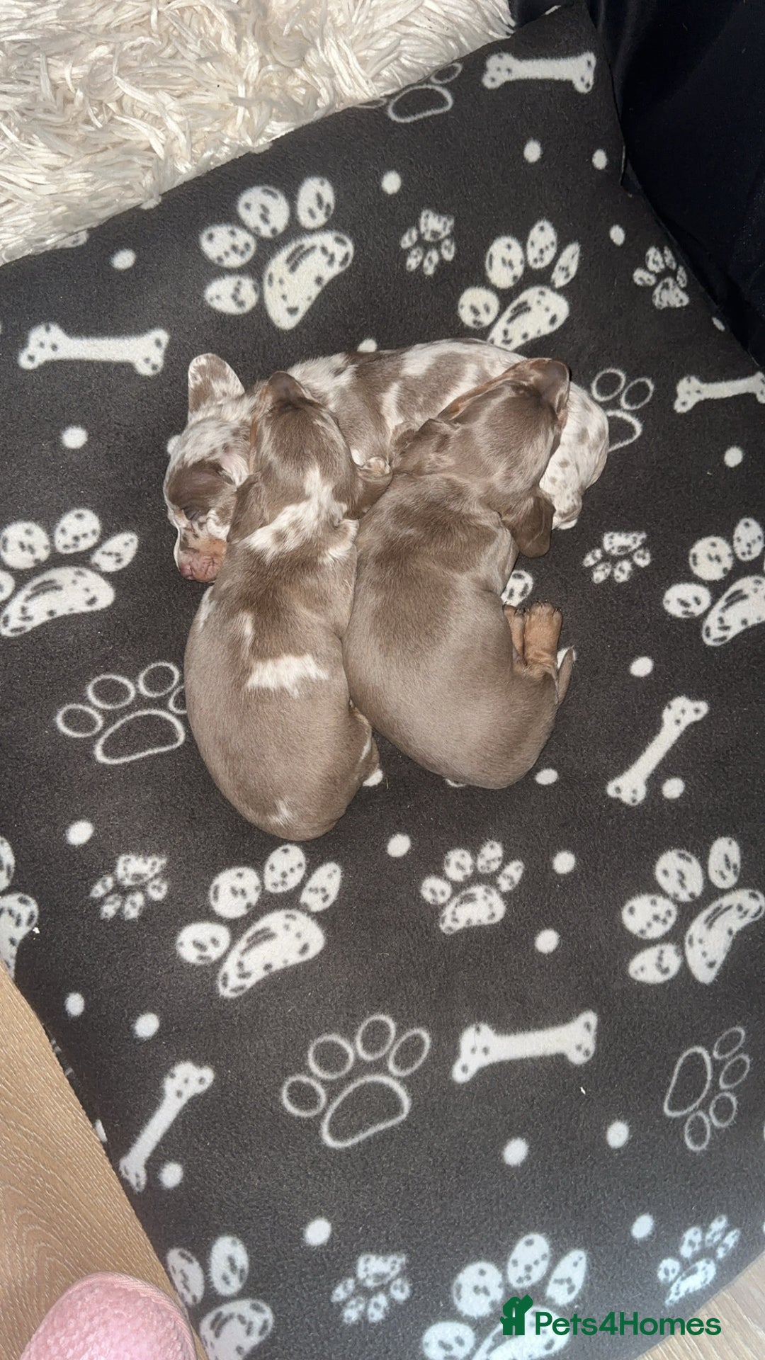 Miniature Dachshund dogs for sale: Mini dachshund kc registered  - Advert 9