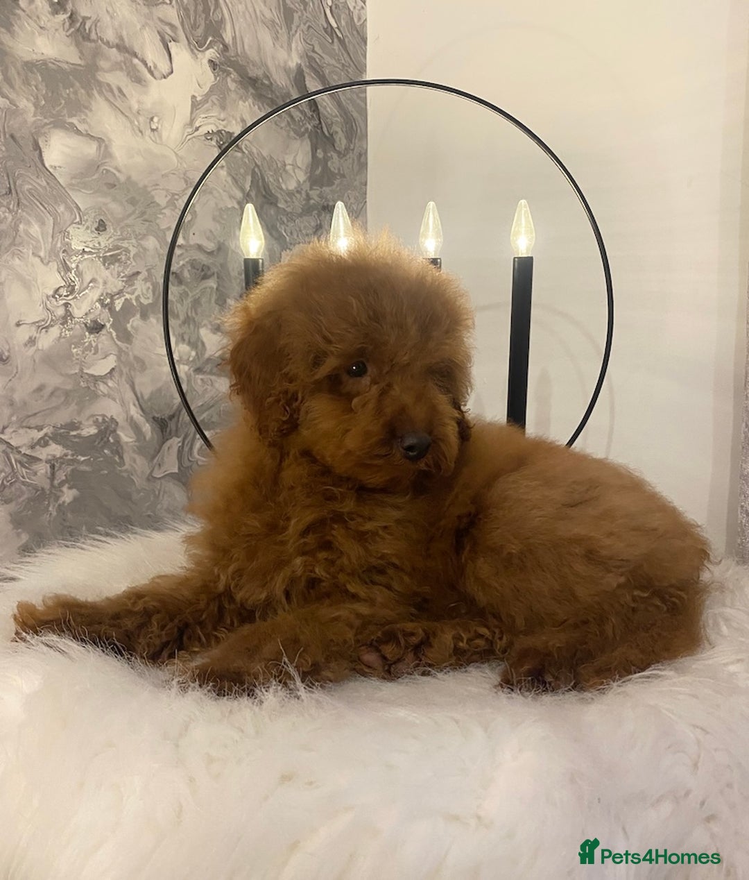 Miniature Poodle dogs for sale: Gorgeous Red Minature Poodle Puppies  - Advert 14