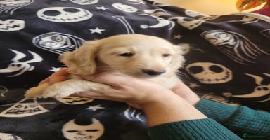 Miniature Dachshund dogs - Advert 6