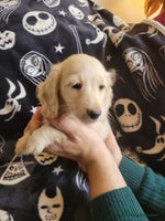 Miniature Dachshund dogs - Advert 5