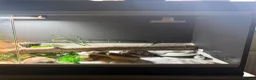 Leopard Gecko reptiles for sale: Normal Leopard Gecko - Advert 7