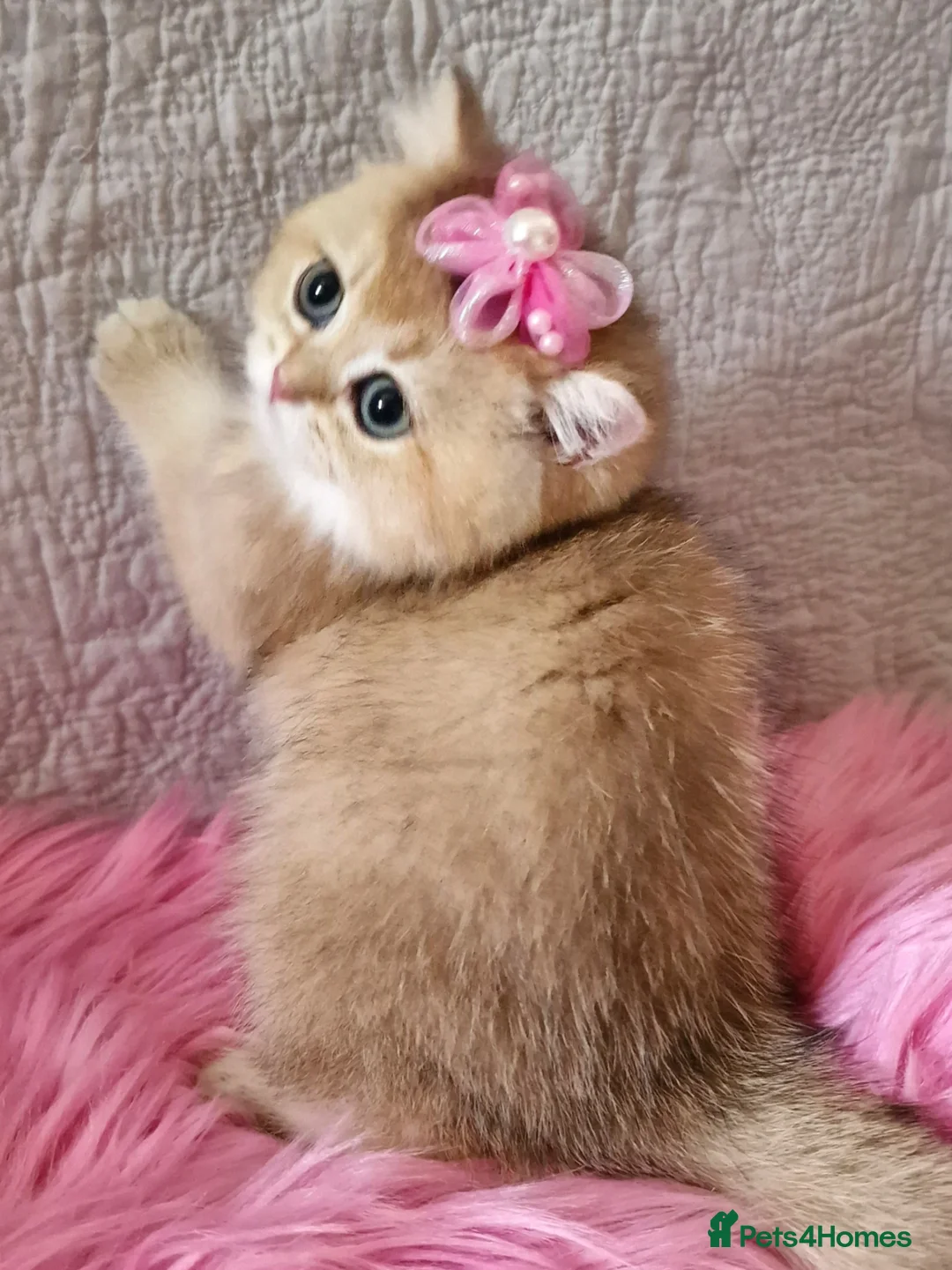 British Shorthair cats for sale: 🧡 GOLDEN & SILVER BSH KITTENS TICA 🧡  - Advert 1
