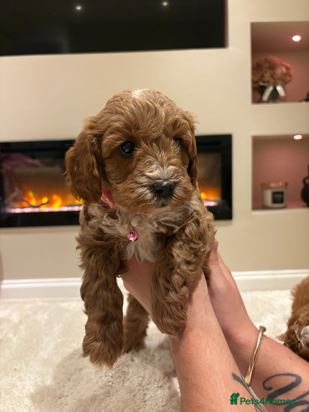 Cavapoo dogs for sale: Outstanding F1B Cavapoo puppies - Image 15