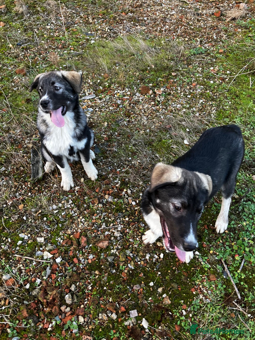 Mixed Breed dogs for sale: READY NOW! Pure Husky x Caucasian Shepherd - Advert 9