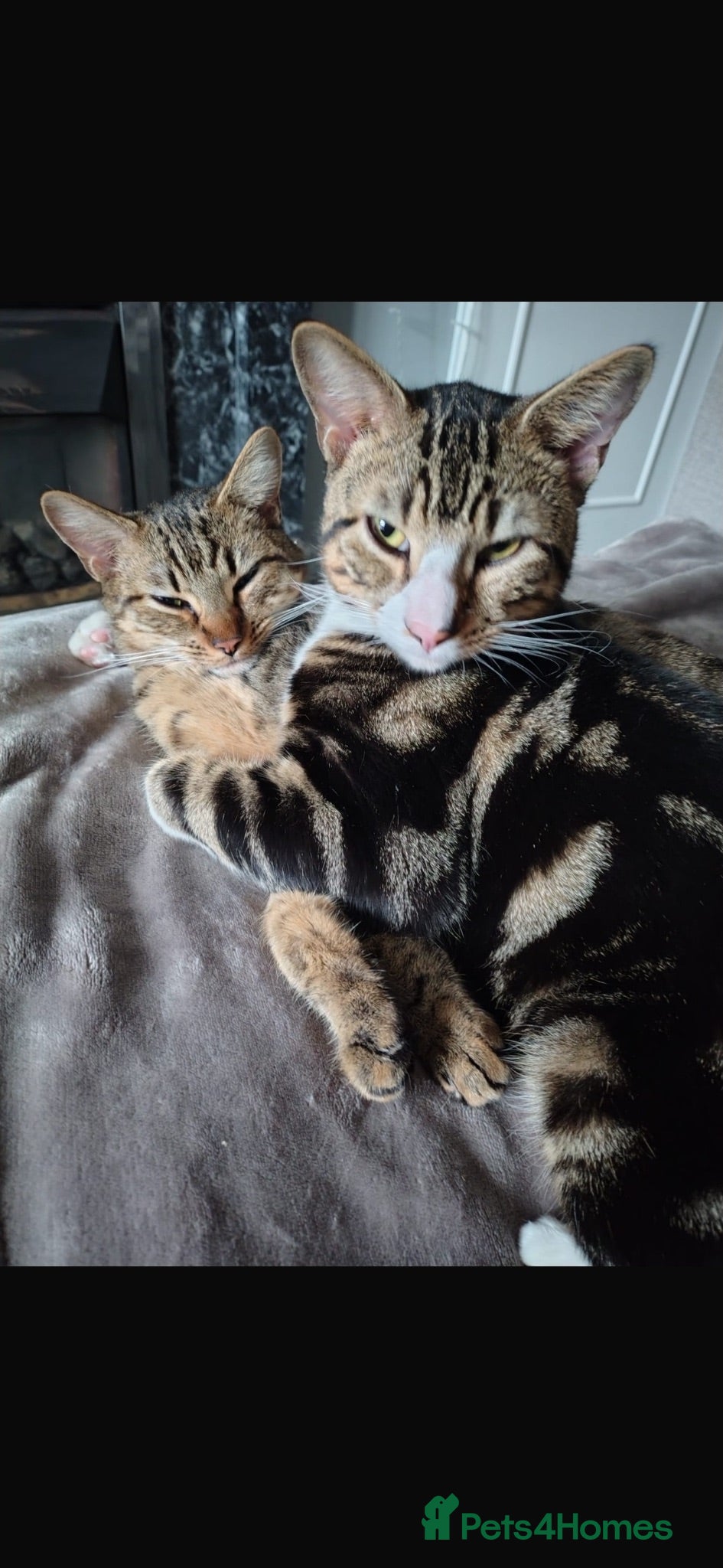 Bengal cats Bengal Brother and Sister  - Advert 9