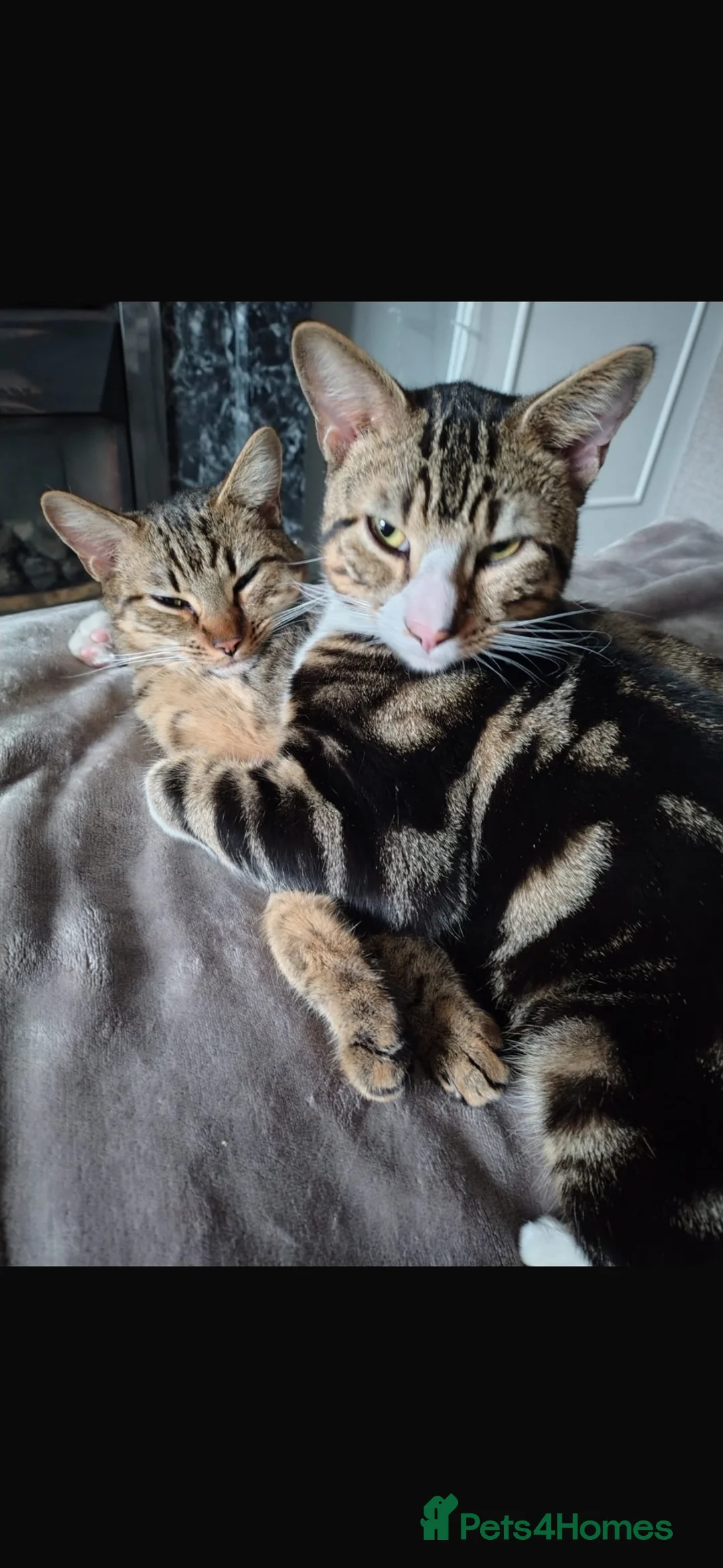 Bengal cats for sale: Bengal Brother and Sister  - Advert 1