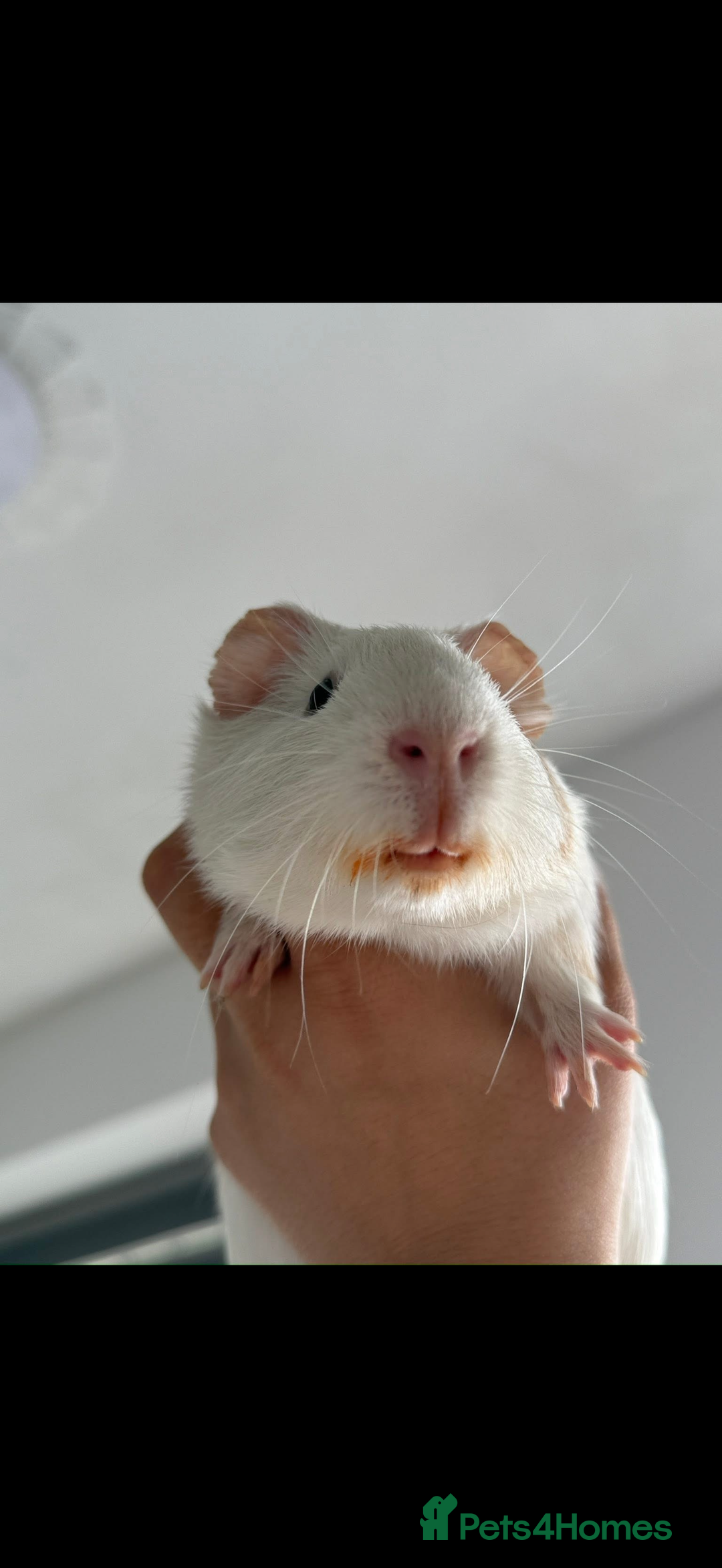 Guinea Pig rodents for sale: Adopting guineea pig - Image 2