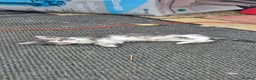Mixed Breed cats for sale: 3 beautiful kittens - Advert 5