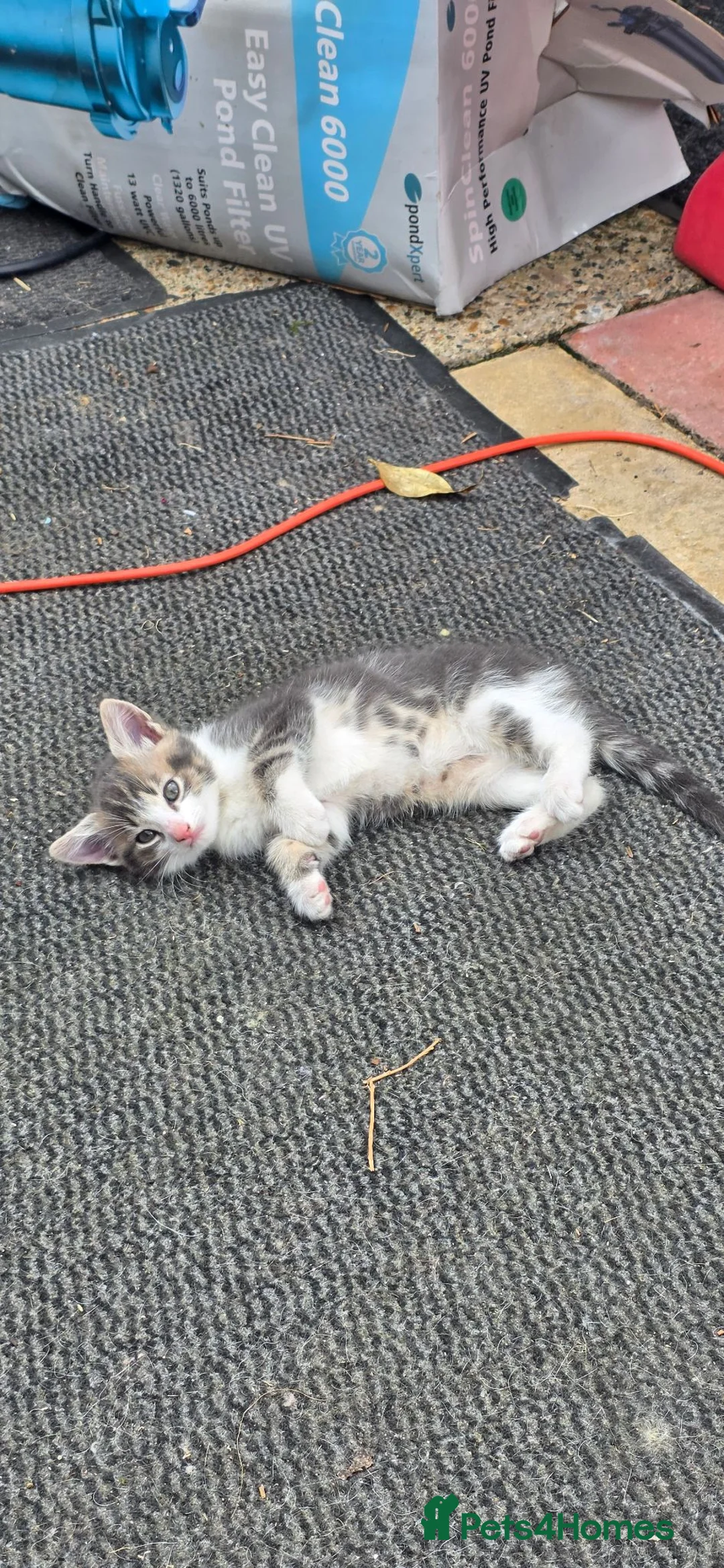 Mixed Breed cats for sale: 3 beautiful kittens - Advert 5