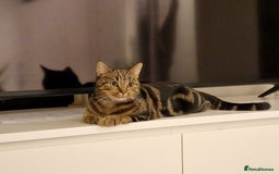 Bengal cats for sale: Bengal/Tabby crossed Cat  - Image 1