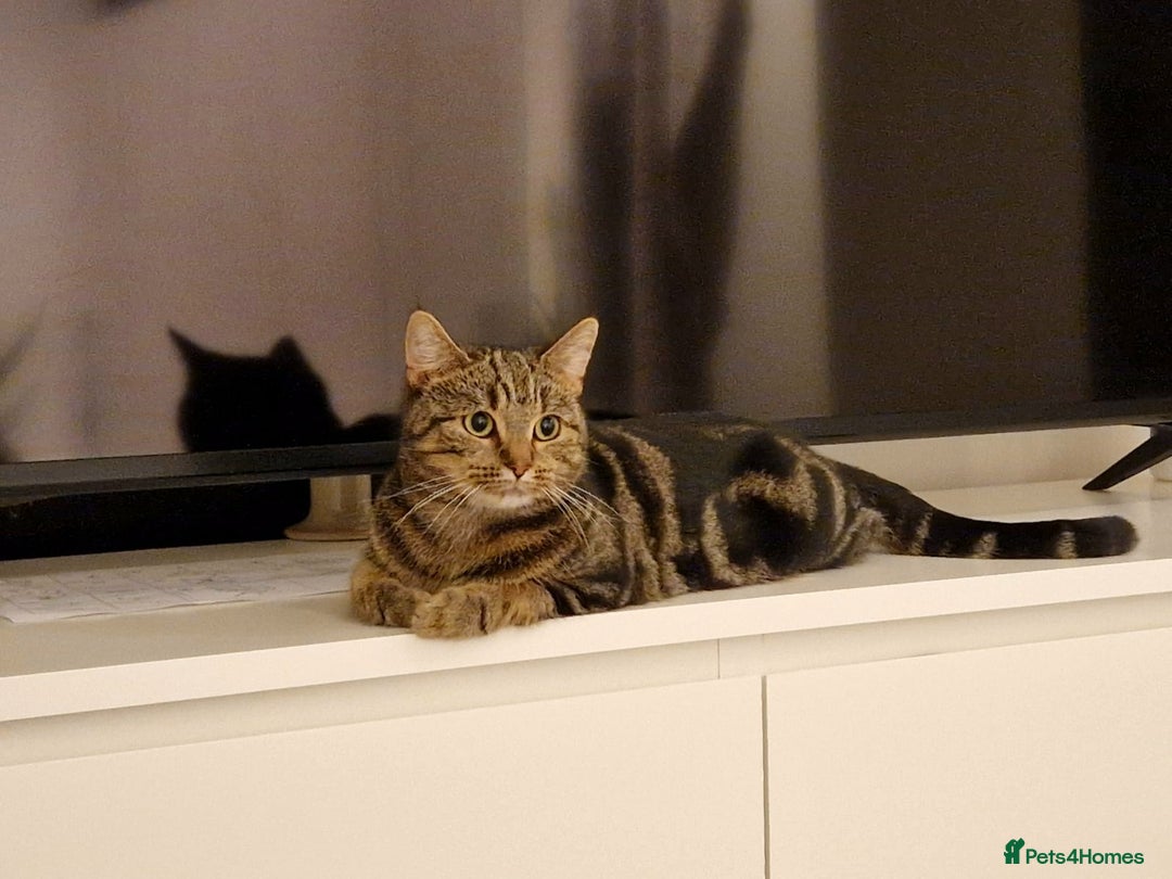 Bengal cats for sale: Bengal/Tabby crossed Cat  - Image 1