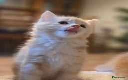 Maine Coon cats for sale: Fluffy ginger and cream maine coon cross kittens - Image 15